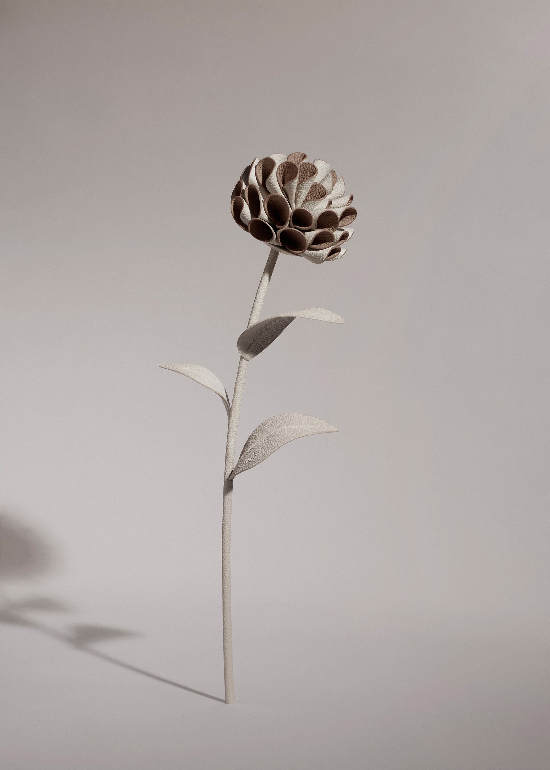 Dalium Flower - Chalk