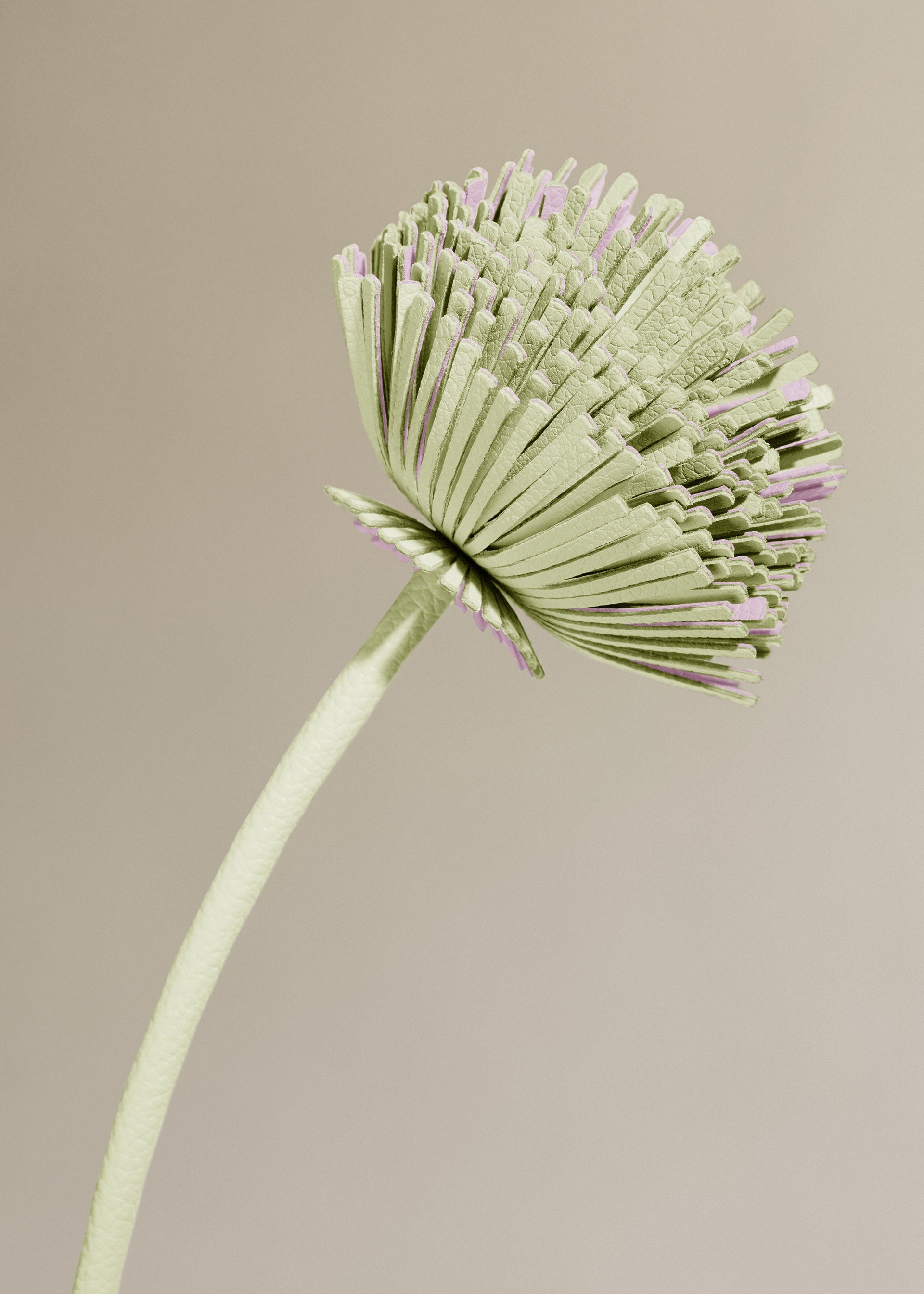 Tul Flower - Aloe