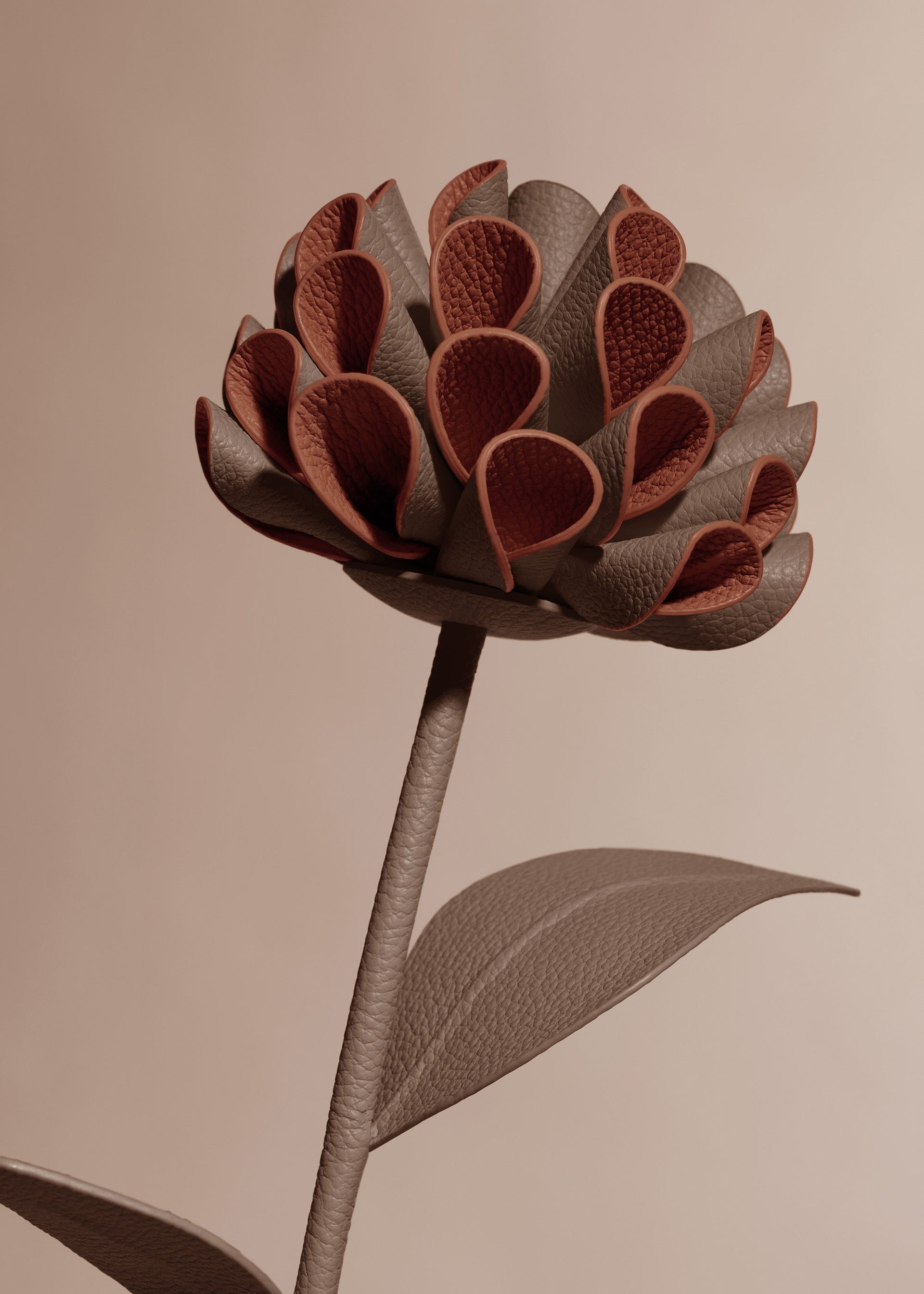 Dalium Flower - Root