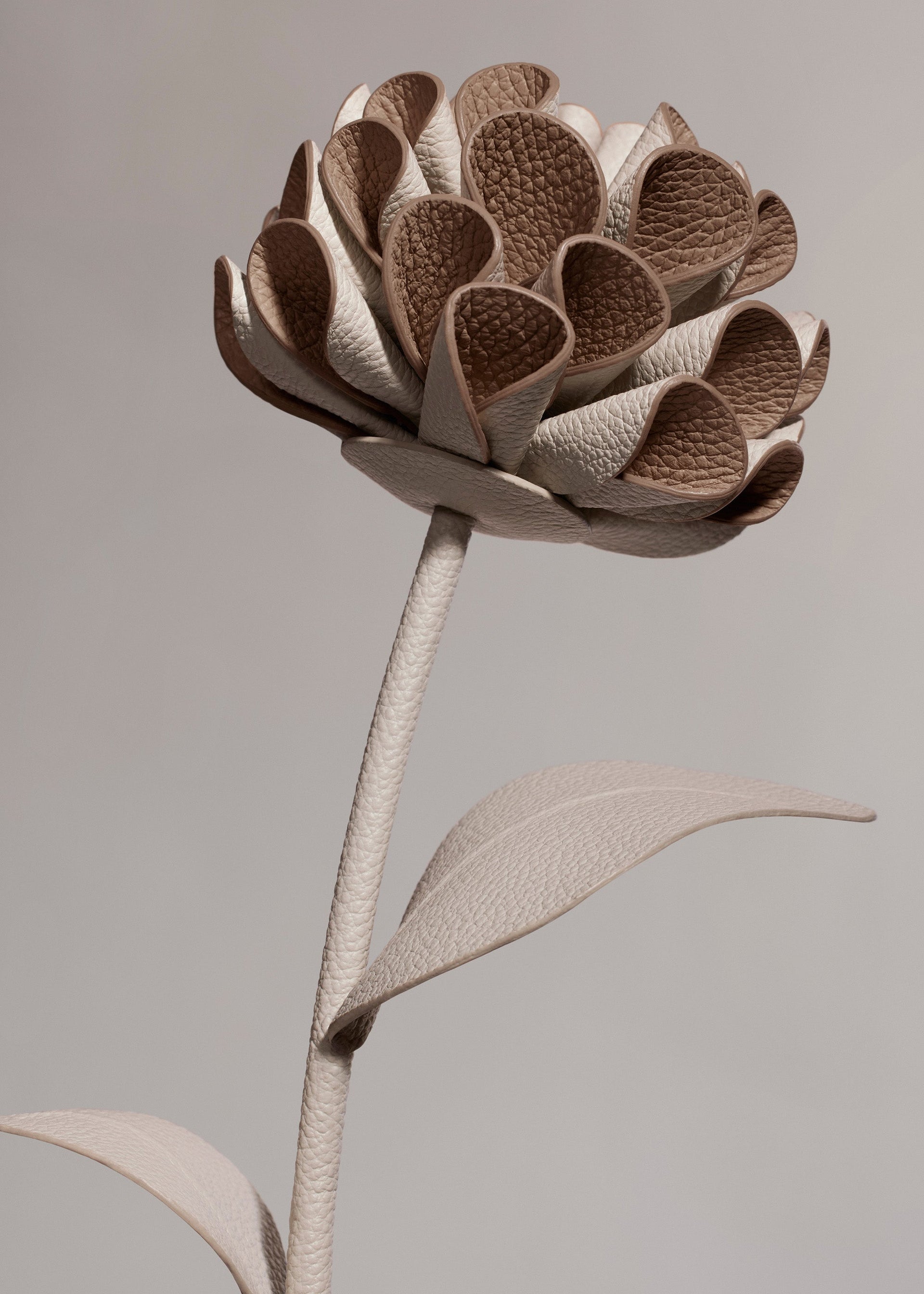 Dalium Flower - Chalk