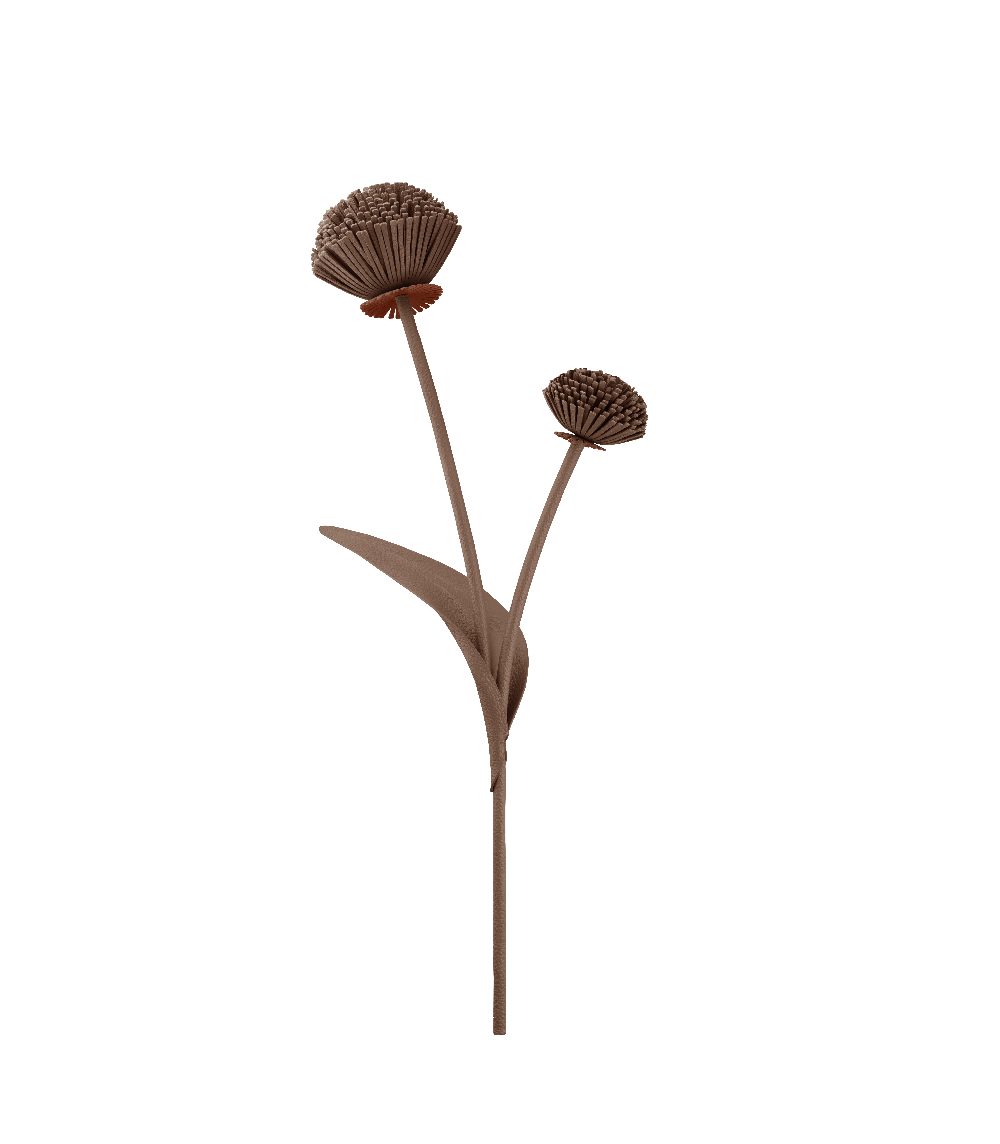 Tul Flower - Root